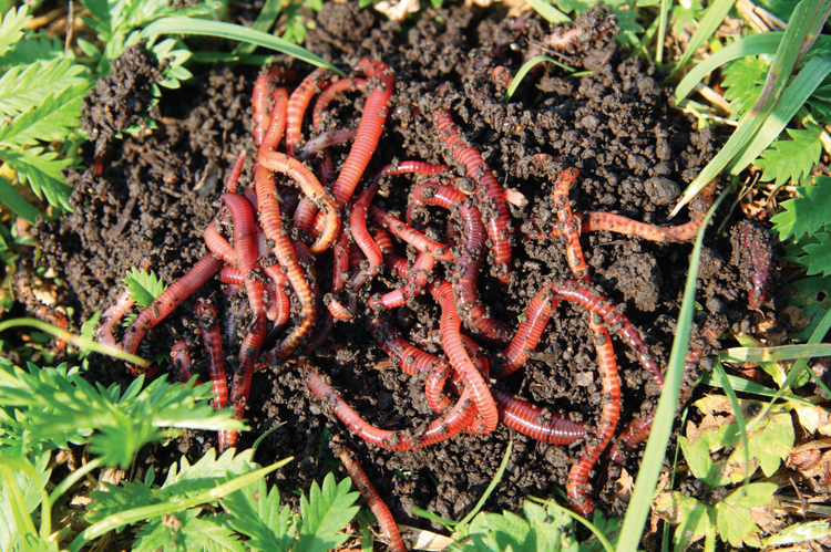 Introduction à la pratique du vermicompostage