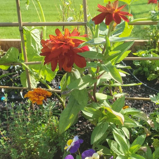 Les plantes mellifères