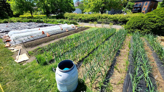 🥕Jardinage urbain