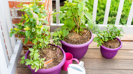 ABC du jardinage en bacs (hors-sol) - En présentiel ou en ligne