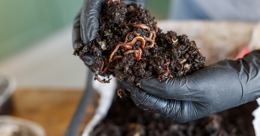 ABC du vermicompostage - En présentiel ou en ligne