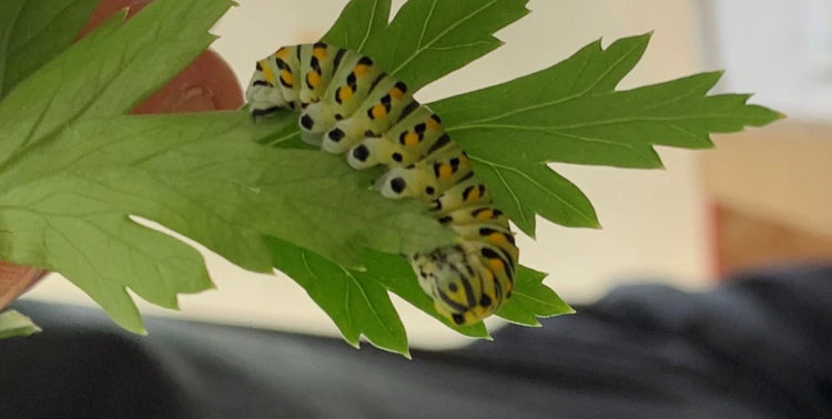 Chenille qui mange une feuille de celeri