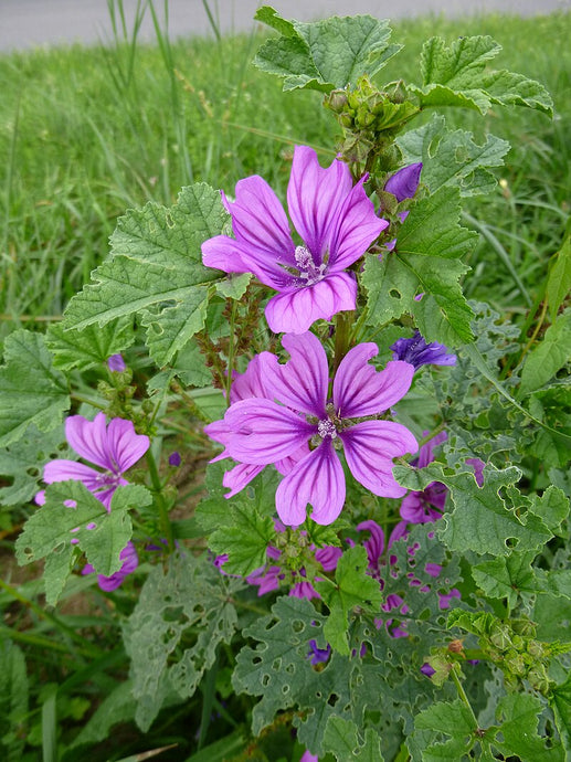 Semences de Mauve sylvestre - Fiche informative