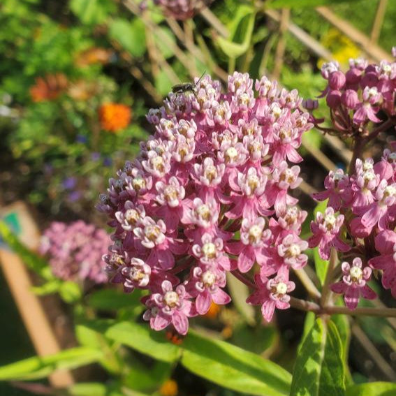 Vox pop avec la CDC Beauport