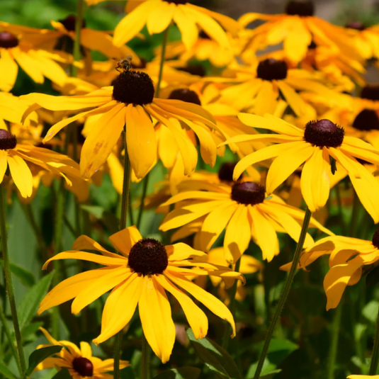 Les plantes mellifères indigènes