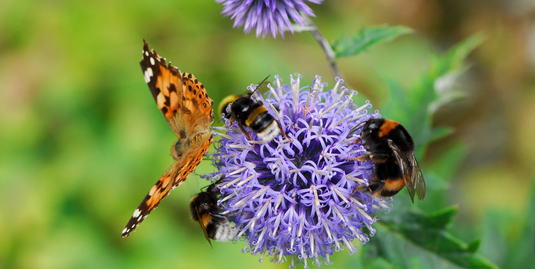 La pollinisation en bref
