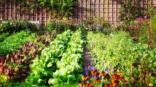 « Cultiver un potager en pot » par la Ville de Québec