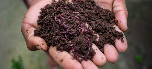 Technique pour récolter le vermicompost