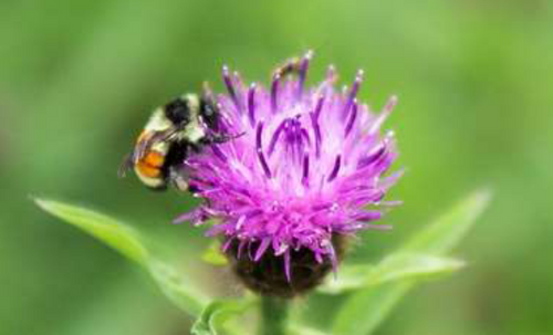 Pollinisateurs et plantes : une histoire d'amour