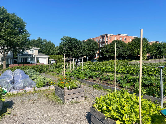 Les bacs du jardin