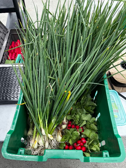 Légumes du jardin