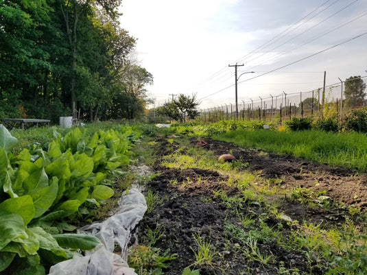 🌱 Les pratiques écologiques au jardin
