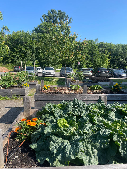 Les bacs du jardin