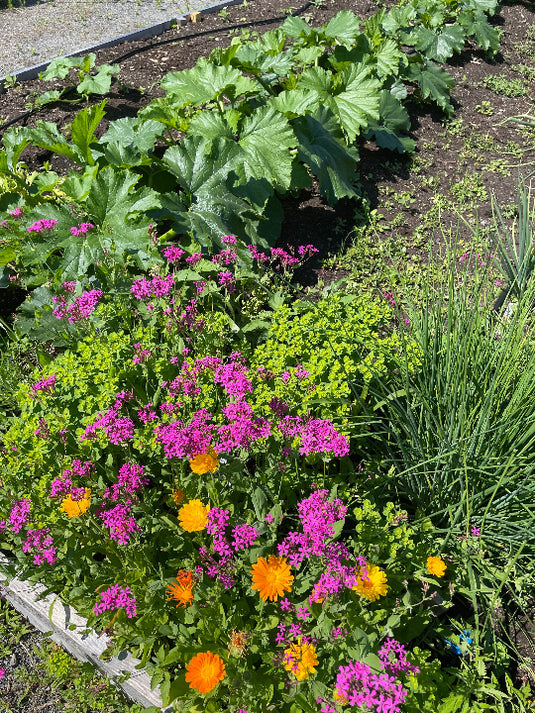 Les belles fleurs du jardin