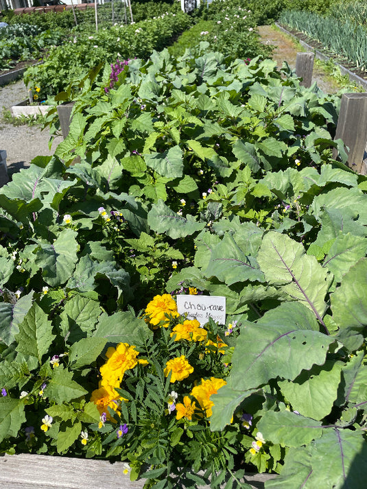 Les fleurs et les choux du jardin