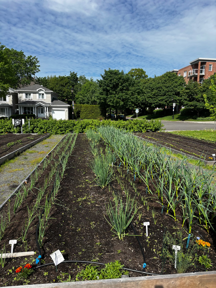 Les oignons verts du jardin