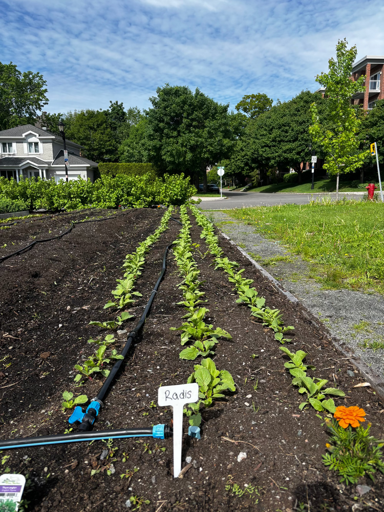 Les radis du jardin