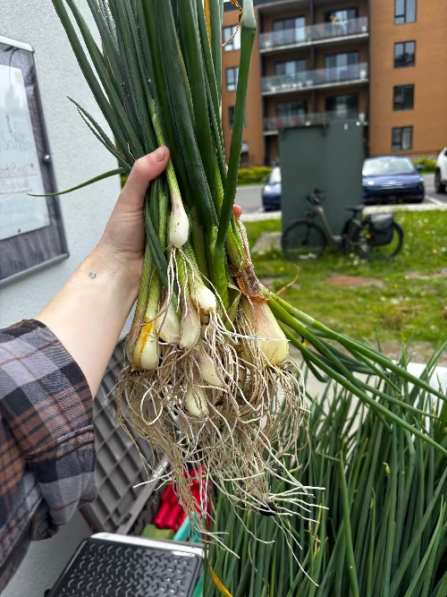 Oignons verts du jardin