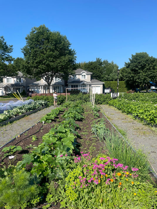 Parcelle du jardin avec fleurs