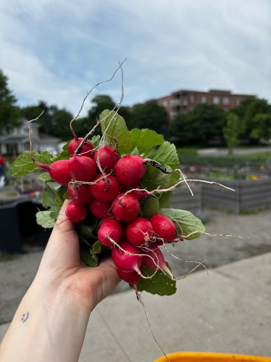 Radis du jardin