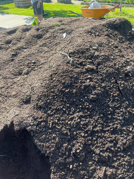 Une couleuvre rayée sur le compost