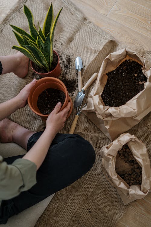 Jardinage : techniques de bouturage pour plantes d'intérieur
