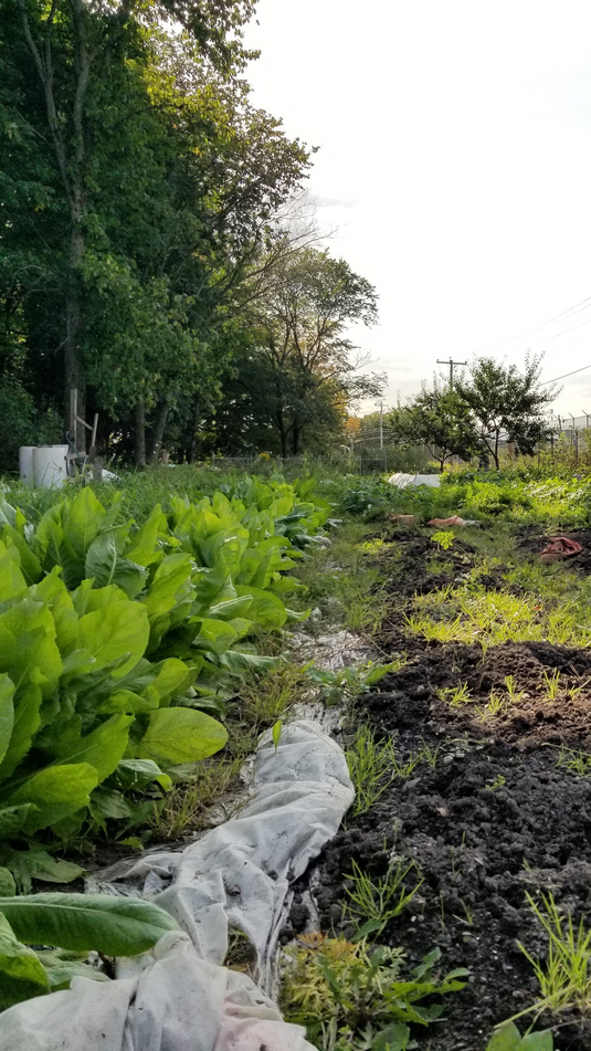 Rejoignez nos jardins collectifs